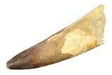 Real Spinosaurus Tooth - Huge Dinosaur Tooth #307925-1